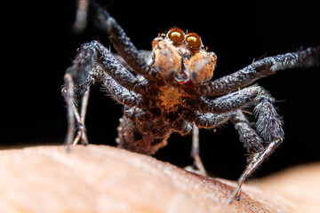 Macro photo of Portia fimbriata (male), a jumping spider in the family Salticidae, a species of jumping spider that preys on other spiders.