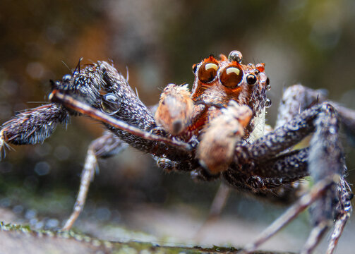 Macro photo of Portia fimbriata (male), a jumping spider in the family Salticidae, a species of jumping spider that preys on other spiders.