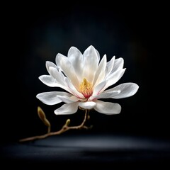 Fototapeta premium Elegant White Magnolia Blossom Against a Dark Background: A Delicate Floral Beauty with Budding Promise