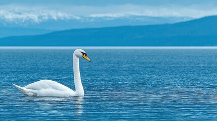 Obraz premium A white swan glides on a tranquil blue lake.