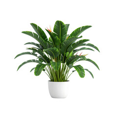 Fototapeta premium A vibrant aloe vera houseplant with succulent green leaves thrives in a decorative pot, perfect for home gardening or tropical decoration