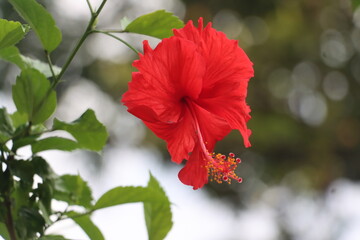 Vibrant red hibiscus flower with green leaves and bokeh background bloom petal