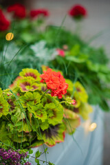 A vibrant orange flower shines among lush leaves in a peaceful garden, displaying nature's beauty