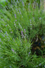 Lavender flowers reach for the sun, surrounded by lush green foliage in the garden