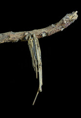 Bagworm moth larvae creating home from, sticks, sand, soil and plant materials, held together with...