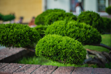 A delicate bonsai flaunts vibrant green leaves against rustic stones in a serene garden