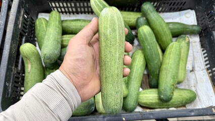 Cucumbers in a basket. A freshly harvested cucumber is held in a person’s hand above a black...