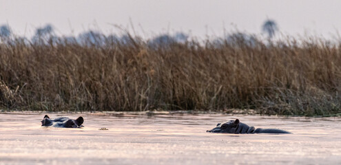 Telephoto shot of the head of a partially submerged hippopotamus, Hippopotamus amphibius, being...