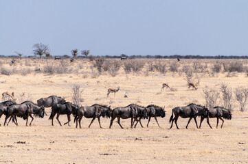 Telephoto shot of a herd of blue wildebeest - Connochaetes taurinus- trekking across the plains of...