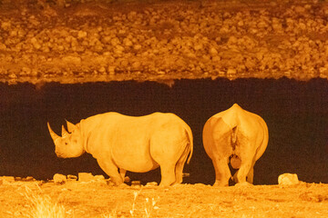 Night shot of a black rhinoceros - Diceros bicornis- approaching a waterhole in Etosha national park in Namibia.