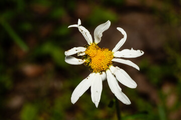 Deformed Daisy flower