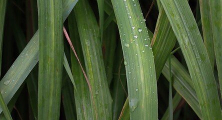 Citronella leaves, essence used as a mosquito repellent