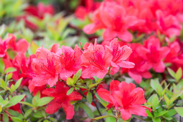 A Korean Azalea with vivid red petals, found in the flower bed. False rosebay, Rhododendron...