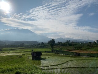 Scenic Morning View of Terraced Rice Fields with Mountain Background in Indonesia
