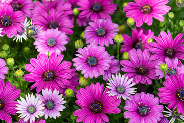 Fototapeta premium A purple-petaled African daisy found in an outdoor flower bed. Osteospermum, Cape Daisy