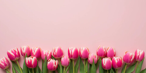Fototapeta premium Pink and White Tulips Forming a Border on a Soft Pink Background, Spring Floral Concept with Copy Space