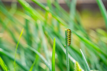 Close-up of a swallowtail caterpillar eating a dill stem