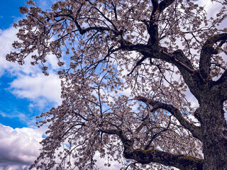 Cherry Tree Floral Blossom. Bright Spring time background. group of many white Apple fruit Flowers. upwards, close up