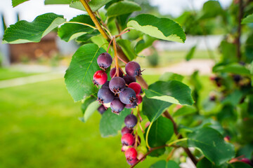 Ripe irga berries on a tree, close-up. Irga ripens in summer