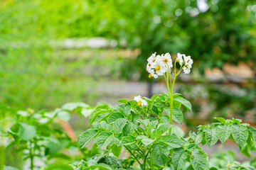 Flowering potatoes in the garden bed, close-up