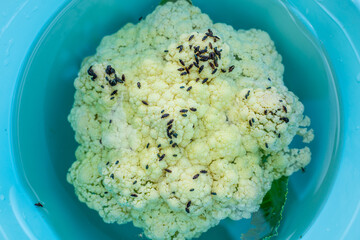 Cauliflower with beetle pests close up. Cauliflower inflorescence and a lot of black beetles...