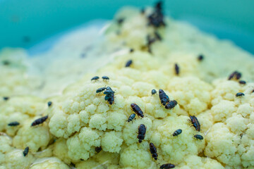 Cauliflower with beetle pests close up. Cauliflower inflorescence and a lot of black beetles...