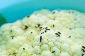 Cauliflower with beetle pests close up. Cauliflower inflorescence and a lot of black beetles...