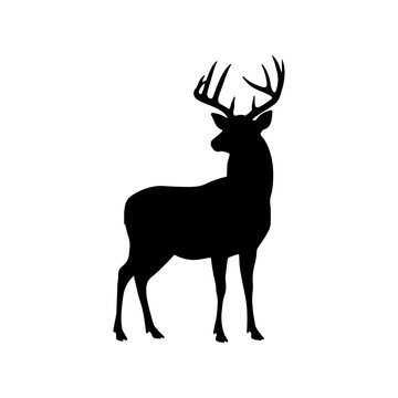 Deer buck silhouette vector flat illustration design.