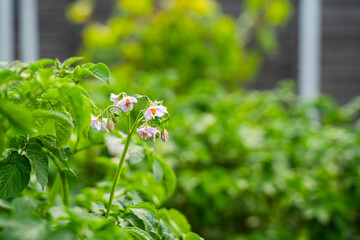 Flowering potatoes in the vegetable garden in summer