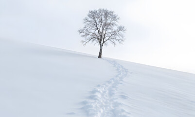 Fototapeta premium Solitary Silence in a Snowy Wonderland