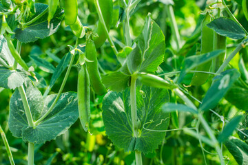 Green pea pods growing in the garden, close-up