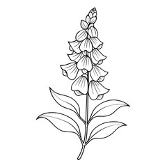 foxglove flower line art on white background