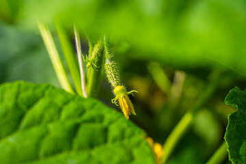 Young cucumbers growing in a greenhouse. Yellow flowers of blooming cucumbers, close-up