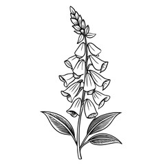 foxglove flower line art-on white-background. © Mariam