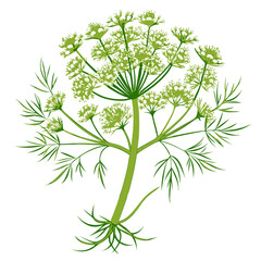 fennel isolated on-white-background