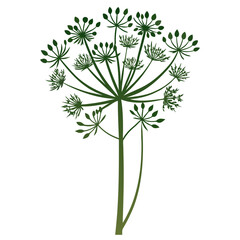 fennel flower silhouette on white background