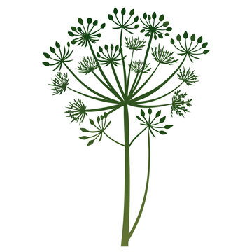 green dill flower on white background clip art preview