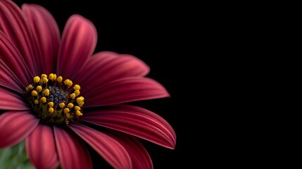 A close-up time-lapse of a flower blooming under soft natural light, isolated black background, calm and meditative mood with ambient tones