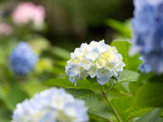 淡い色の紫陽花の花