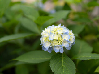 淡い色の紫陽花の花