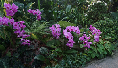 Vibrant purple Phalaenopsis orchid flowers in bloom, showcasing elegant beauty