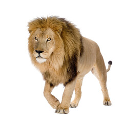 lion isolated on white