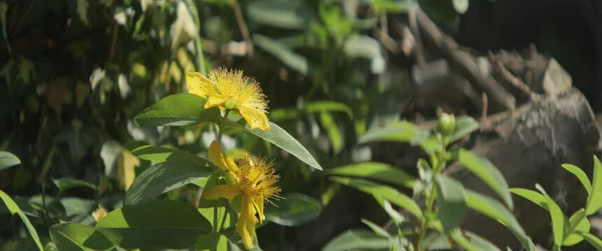 Yellow inflorescence of Hypericum Calycinum anamorphic 4K video