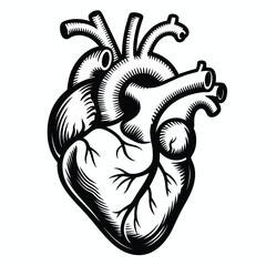 Anatomical Heart Illustration in Black and White with Detailed Veins and Arteries