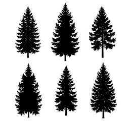 Silhouette of six evergreen trees against white background