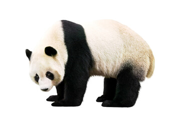 Naklejka premium パンダ