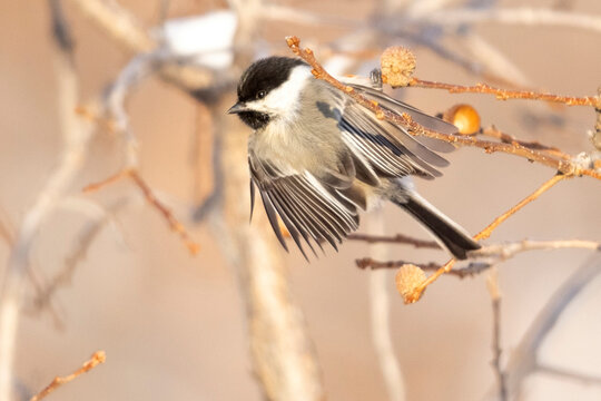 A wild black-capped chickadee perched in a tree in a state park in Colorado. - Powered by Adobe