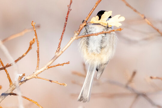 A wild black-capped chickadee perched in a tree in a state park in Colorado.