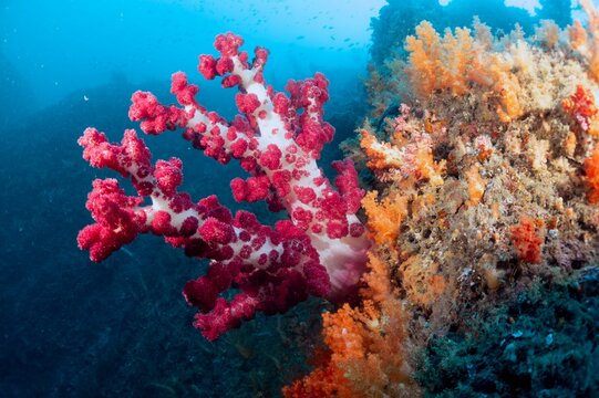 제주도 바닷속 붉게 피어난 큰수지맨드라미 연산호 Dendronephthya gigantea, giant soft coral