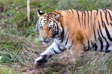 Majestic tiger prowling through lush grassland in a forest during daylight hours